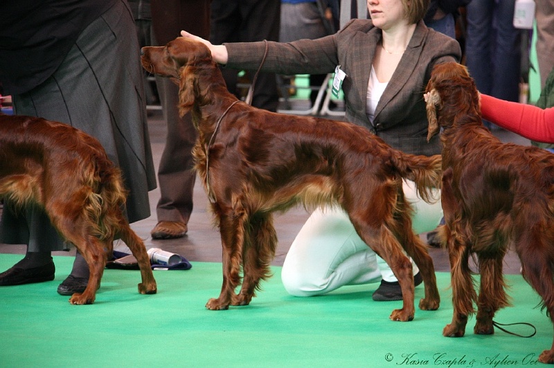 Crufts2011 326.jpg